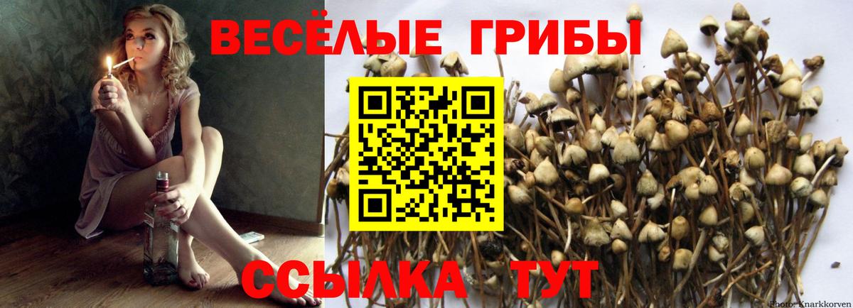 Псилоцибиновые грибы Cubensis Чехов